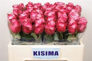 ROSE DEEP WATER KENIA 50